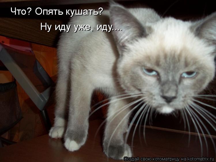 Что? Опять кушать? Ну иду уже, иду....... Котоматрица: Что? Опять кушать? Ну иду уже, иду....