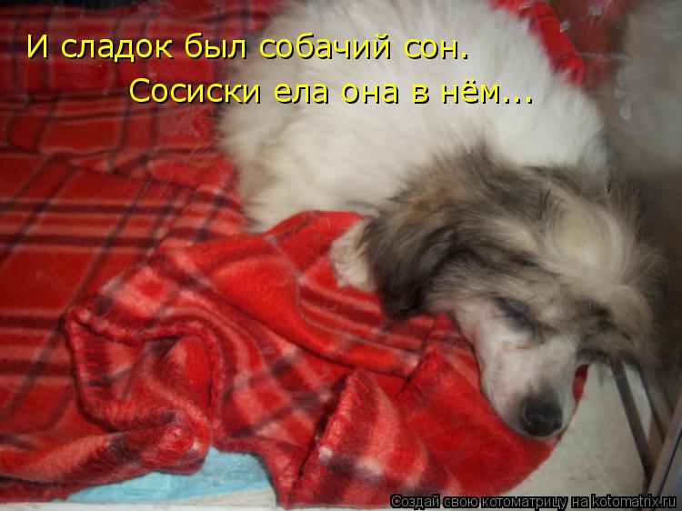 Котоматрица: И сладок был собачий сон. Сосиски ела она в нём...