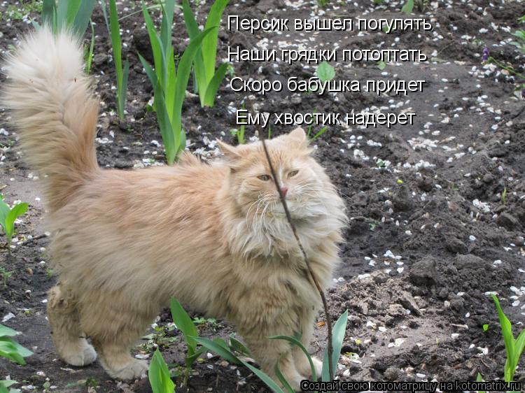 Котоматрица: Персик вышел погулять Наши грядки потоптать Скоро бабушка придет Ему хвостик надерет