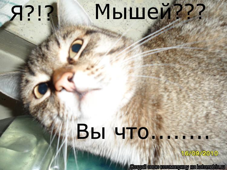 Котоматрица: Я?!? Мышей??? Вы что........