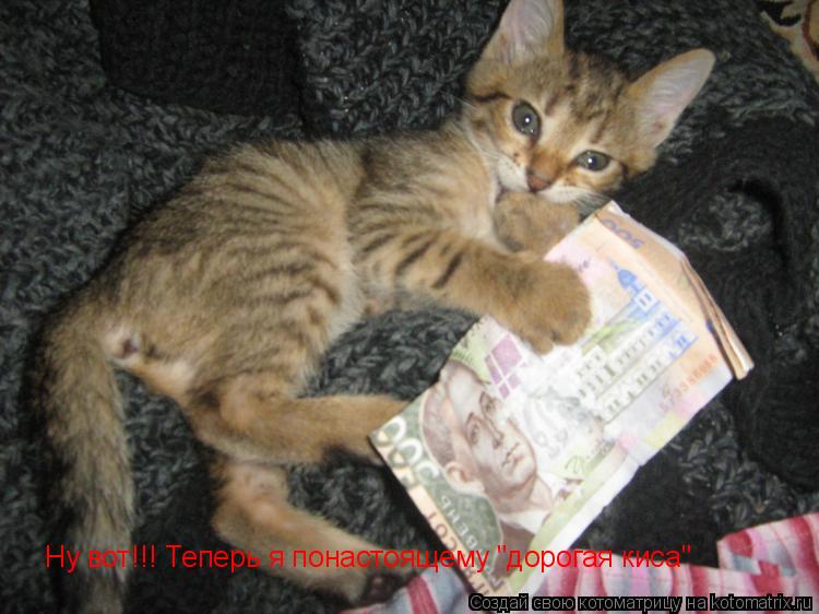 Котоматрица: Ну вот!!! Теперь я понастоящему "дорогая киса"