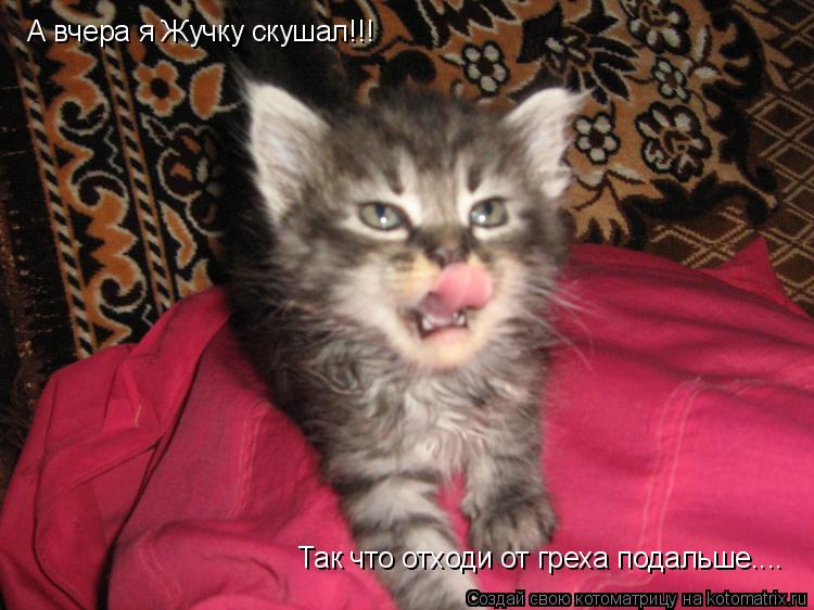 Котоматрица: А вчера я Жучку скушал!!!  Так что отходи от греха подальше....