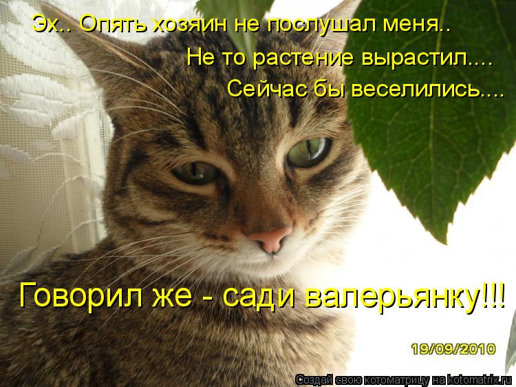 Котоматрица: Эх.. Опять хозяин не послушал меня.. Не то растение вырастил.... Сейчас бы веселились.... Говорил же - сади валерьянку!!!