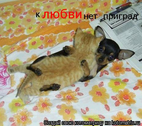 Котоматрица: любви к нет  приград