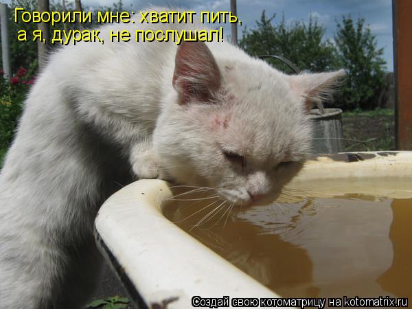 Котоматрица: Говорили мне: хватит пить,  а я, дурак, не послушал!