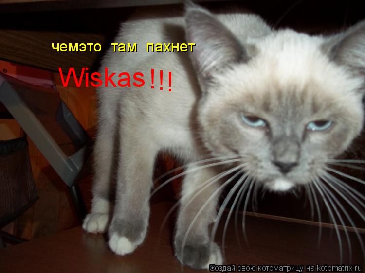 Котоматрица: чемэто  там  пахнет Wiskas ! ! !