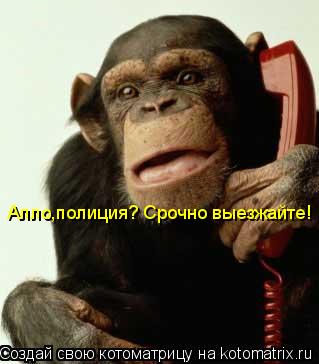 Котоматрица: Алло,полиция? Cрочно выезжайте!