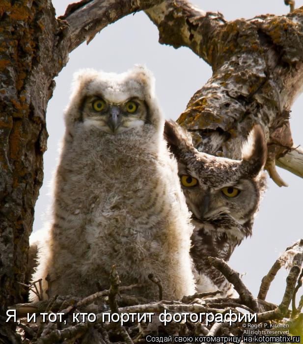 Котоматрица: Я, и тот, кто портит фотографии