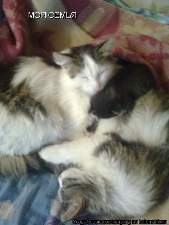 Котоматрица: МОЯ СЕМЬЯ