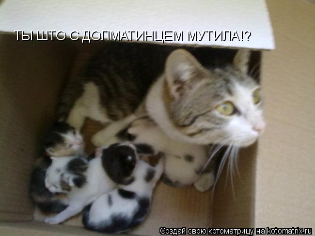Котоматрица: ТЫ ШТО С ДОЛМАТИНЦЕМ МУТИЛА!?