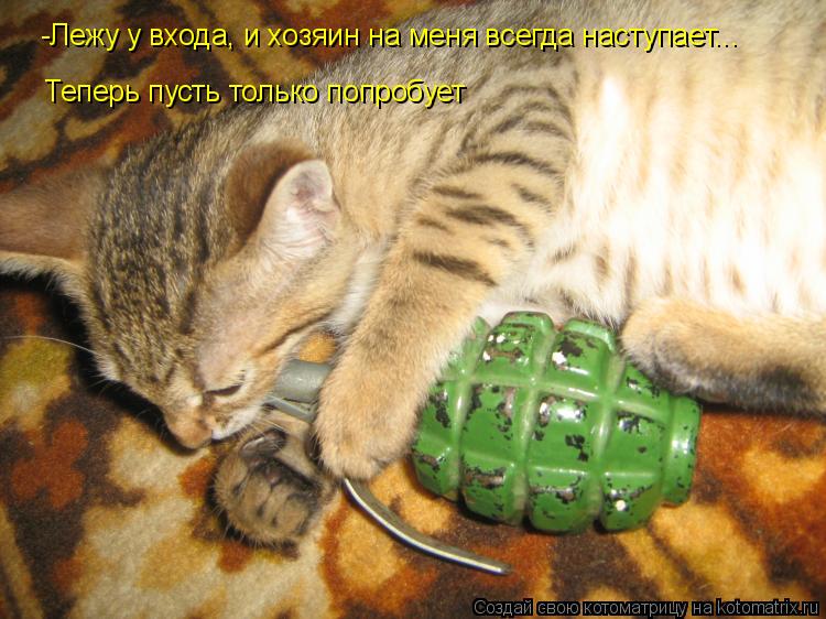 Котоматрица: -Лежу у входа, и хозяин на меня всегда наступает... Теперь пусть только попробует