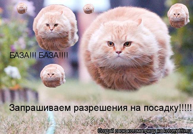 Котоматрица: БАЗА!!! БАЗА!!!! Запрашиваем разрешения на посадку!!!!!