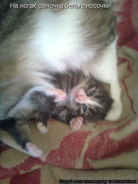 Котоматрица: На ногах сыночка белые носочки!