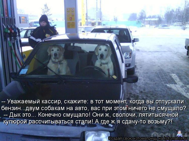 Котоматрица: -- Уважаемый кассир, скажите: в тот момент, когда вы отпускали бензин...двум собакам на авто, вас при этом ничего не смущало? -- Дык это... Конечн