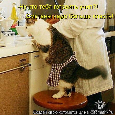 Котоматрица: -Ну кто тебя готовить учил?! Сметаны надо больше класть!