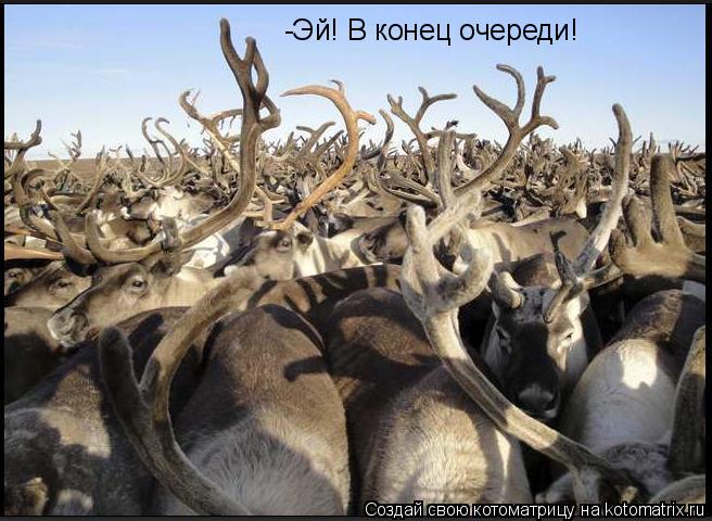 Котоматрица: -Эй! В конец очереди!