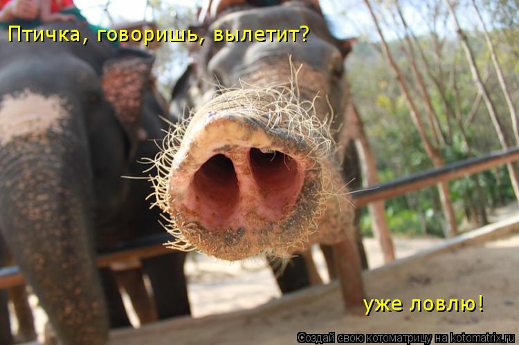 Котоматрица: Птичка, говоришь, вылетит? уже ловлю!