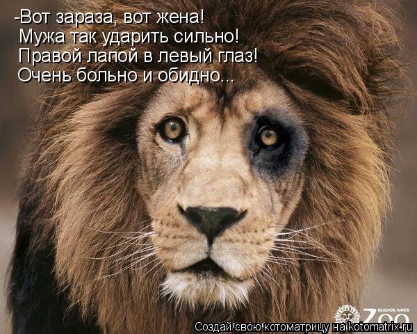 Котоматрица: -Вот зараза, вот жена! Мужа так ударить сильно! Правой лапой в левый глаз! Очень больно и обидно...