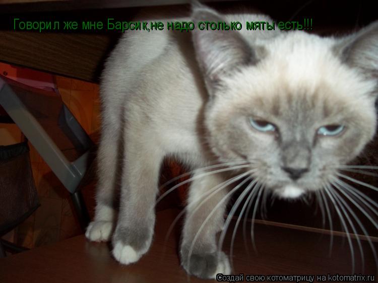Котоматрица: Говорил же мне Барсик,не надо столько мяты есть!!!