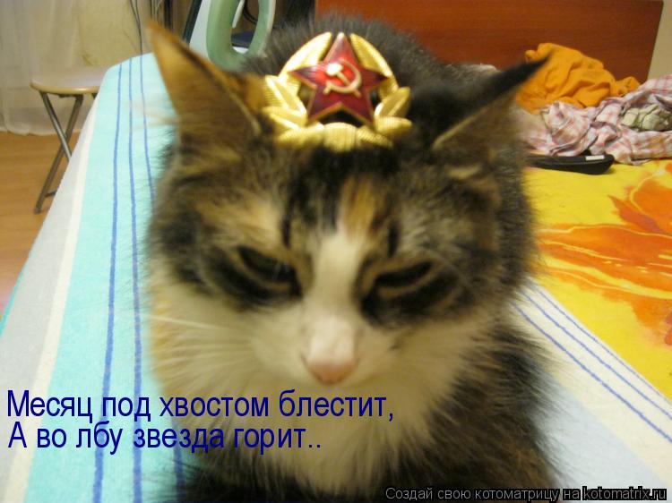 Котоматрица: Месяц под хвостом блестит, А во лбу звезда горит..