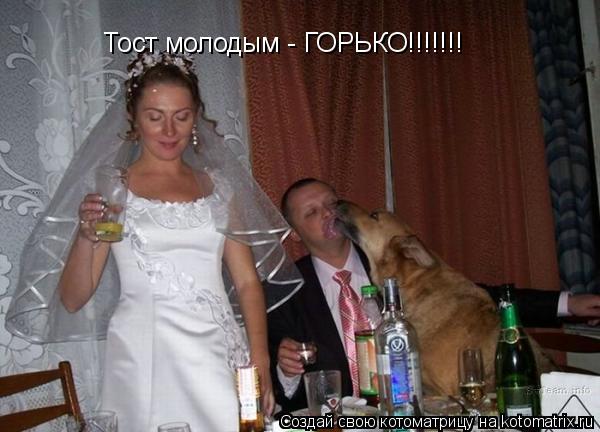 Котоматрица: Тост молодым - ГОРЬКО!!!!!!!