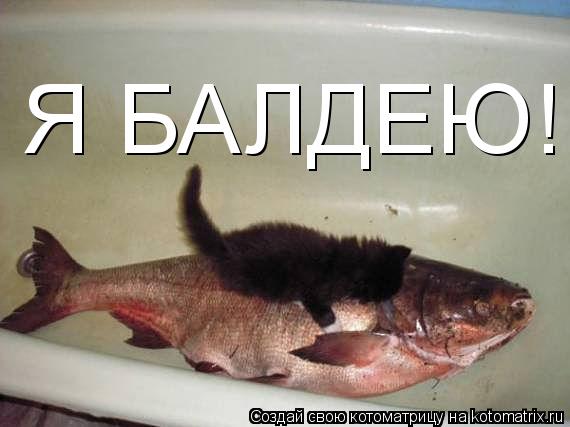 Котоматрица: Я БАЛДЕЮ!