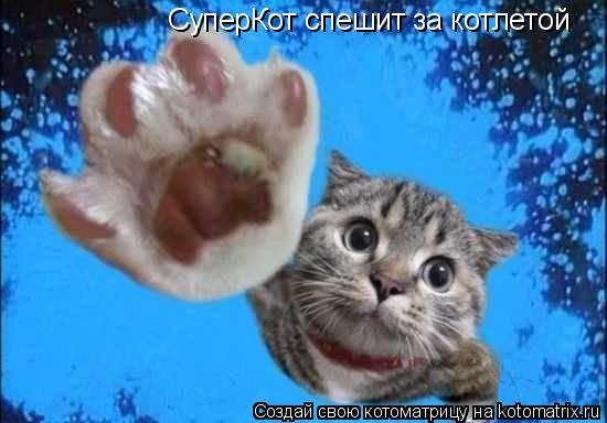 Котоматрица: СуперКот спешит за котлетой