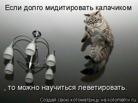 Котоматрица: Если долго мидитировать калачиком , то можно научиться леветировать.