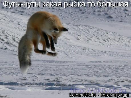 Котоматрица: Футы-нуты какая рыбка то большая