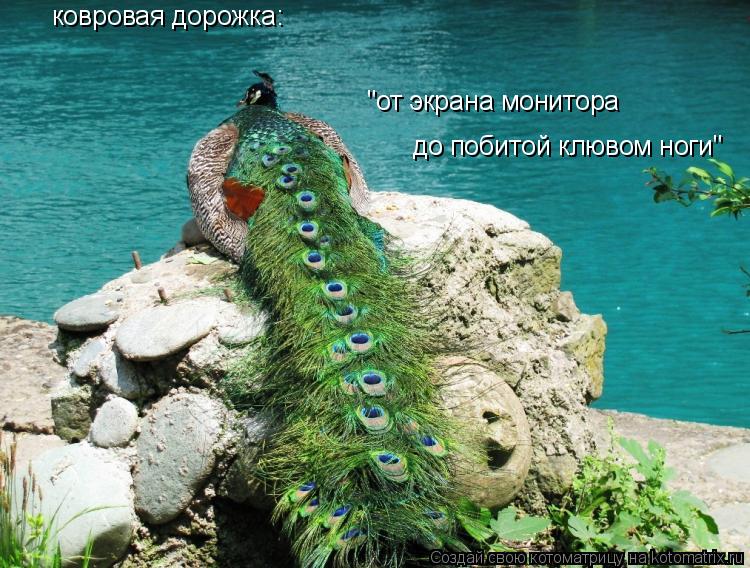 Котоматрица: ковровая дорожка: "от экрана монитора до побитой клювом ноги"