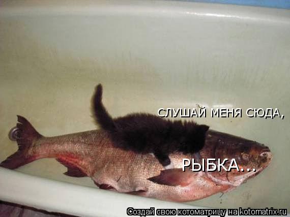 Котоматрица: СЛУШАЙ МЕНЯ СЮДА, РЫБКА...