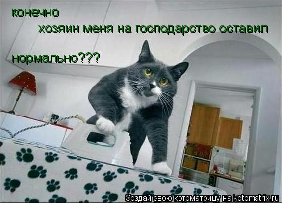 Котоматрица: конечно хозяин меня на господарство оставил нормально???