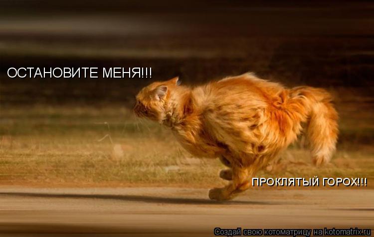 Котоматрица: ОСТАНОВИТЕ МЕНЯ!!! ПРОКЛЯТЫЙ ГОРОХ!!!
