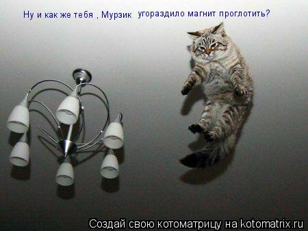 Ну и как же тебя , Мурзик угораздило магнит проглотить?... Котоматрица: Ну и как же тебя , Мурзик угораздило магнит проглотить?