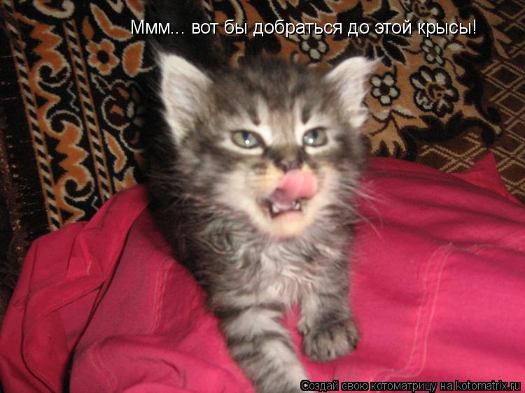 Ммм... вот бы добраться до этой крысы!... Котоматрица: Ммм... вот бы добраться до этой крысы!