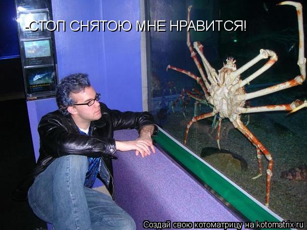 -СТОП СНЯТОЮ МНЕ НРАВИТСЯ!... Котоматрица: -СТОП СНЯТОЮ МНЕ НРАВИТСЯ!
