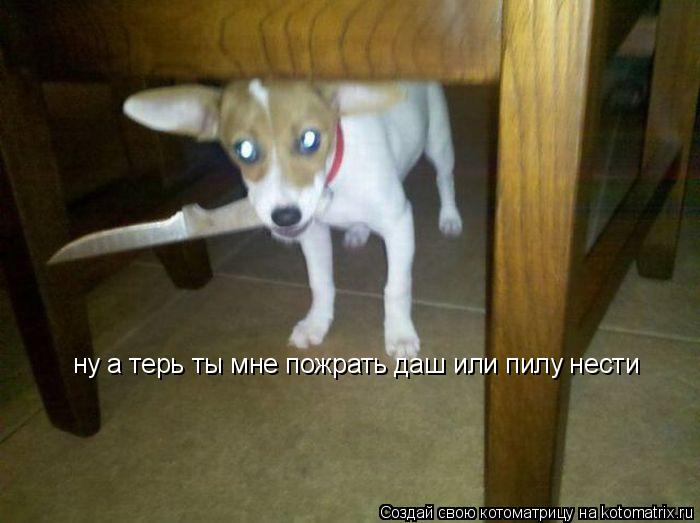 ну а терь ты мне пожрать даш или пилу нести... Котоматрица: ну а терь ты мне пожрать даш или пилу нести