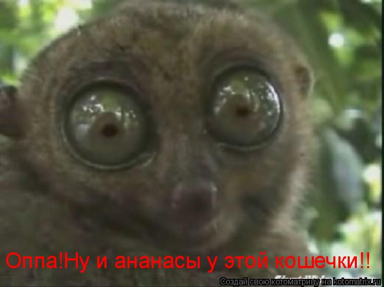 Котоматрица: Оппа!Ну и ананасы у этой кошечки!!