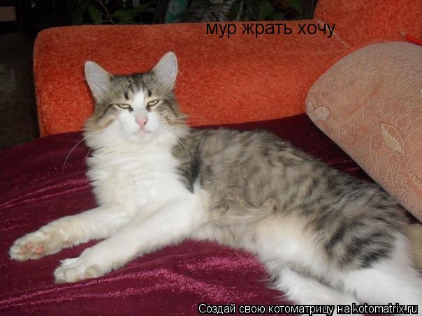 Котоматрица: мур жрать хочу
