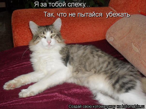 Котоматрица: Я за тобой слежу... Так, что не пытайся  убежать