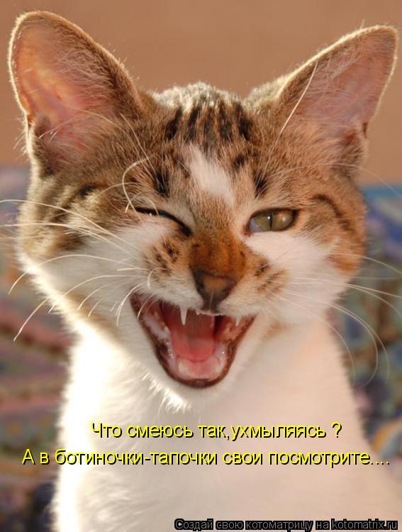 Котоматрица: Что смеюсь так,ухмыляясь ? А в ботиночки-тапочки свои посмотрите....
