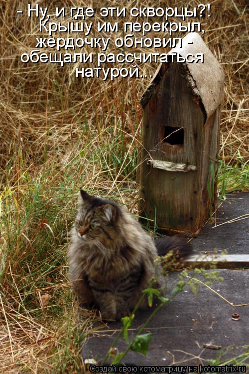 - Ну, и где эти скворцы?! Крышу им перекрыл, жердочку обновил - обещали рассчитаться натурой...... Котоматрица: - Ну, и где эти скворцы?! Крышу им перекрыл, жердочку обновил - обещали рассчитаться натурой...