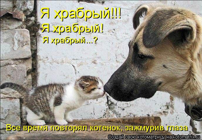 Котоматрица: Я храбрый!!! Я храбрый! Я храбрый...? Все время повторял котенок, зажмурив глаза