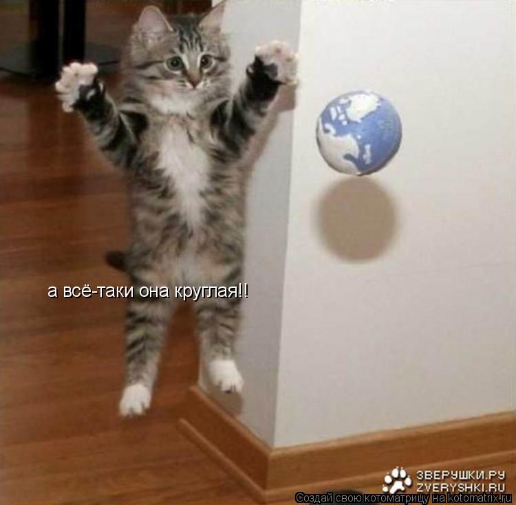 а всё-таки она круглая!!... Котоматрица: а всё-таки она круглая!!