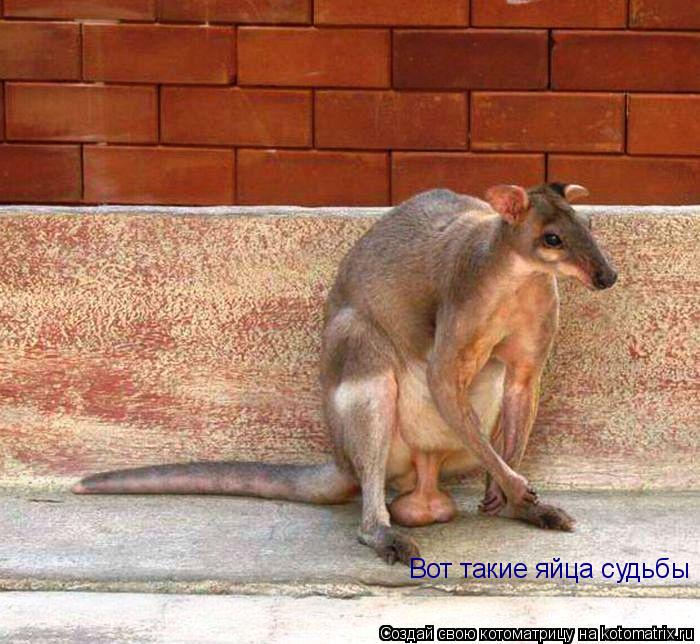 Вот такие яйца судьбы... Котоматрица: Вот такие яйца судьбы