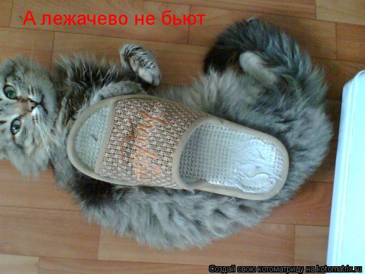 Котоматрица: А лежачево не бьют