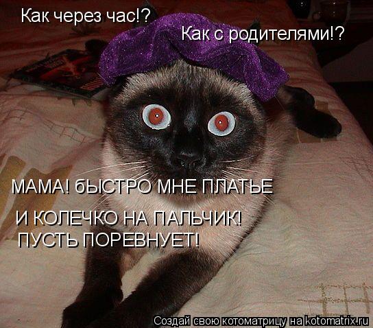 Котоматрица: Как через час!? Как с родителями!? МАМА! бЫСТРО МНЕ ПЛАТЬЕ  И КОЛЕЧКО НА ПАЛЬЧИК! ПУСТЬ ПОРЕВНУЕТ!