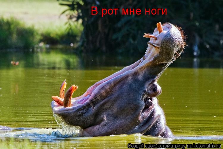 Котоматрица: В рот мне ноги
