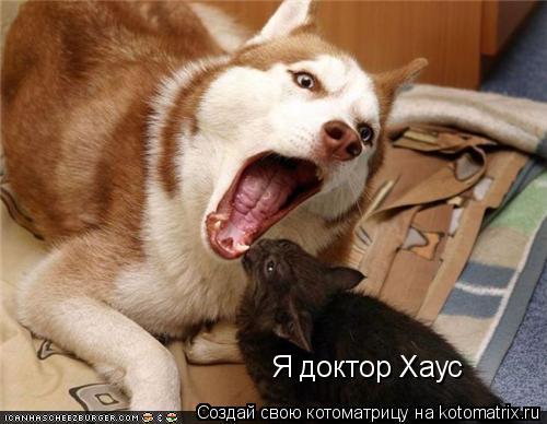 Котоматрица: Я доктор Хаус
