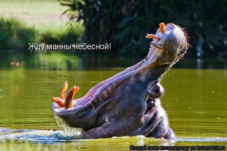Котоматрица: Жду манны небесной!